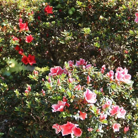 Landsted Quinta De Canhoes São Pedro do Sul